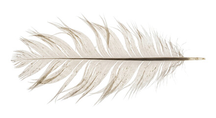 Delicate pale feather with fine, frayed barbs isolated against a solid black background © Ophelia