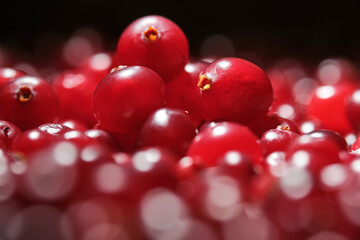 Red berries of ripe cranberries. Shallow depth of field © VLAD ANTONOV