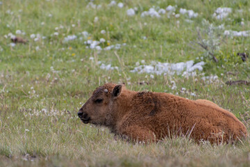Baby Bison Laying In The Grass © Jacob