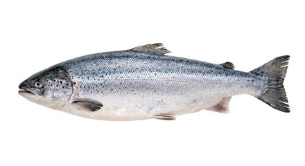 Fresh Atlantic salmon fish with silvery scales isolated against a solid black background © Ophelia