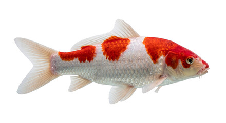 Red and white koi carp with flowing fins displayed in profile against a clean black background © Ophelia