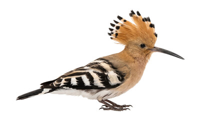 Eurasian hoopoe standing in profile with raised crest and patterned wings on black background © Ophelia