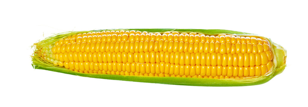 Fresh corn cob with yellow kernels and green husk on a white background