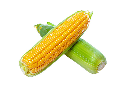 Two ears of corn with one husked ear and one ear covered in green leaves