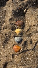Four ribbed seashells in brown, yellow, gray, and orange arranged in a vertical line on textured beach sand. Natural sunlight highlights their delicate patterns and contrasting colors. © margulis