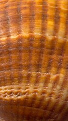 Extreme macro photograph of an orange and brown seashell revealing delicate ridges, layered growth lines, and natural color variations. An abstract marine texture with warm earthy tones. © margulis