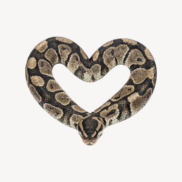 A snake coiled into a heart shape on a plain white background.