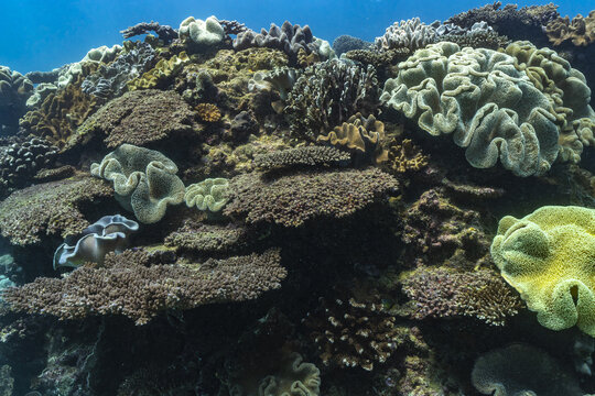 View of the vibrant Ningaloo Coast coral reef featuring diverse plate, brain, and soft corals thriving in the clear underwater environment of Ningaloo, Western Australia, Australia.