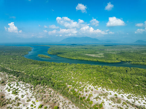Amazing abundant mangrove forest, Aerial view of forest trees Rainforest ecosystem and healthy environment background, Texture of green trees forest top down, High angle view