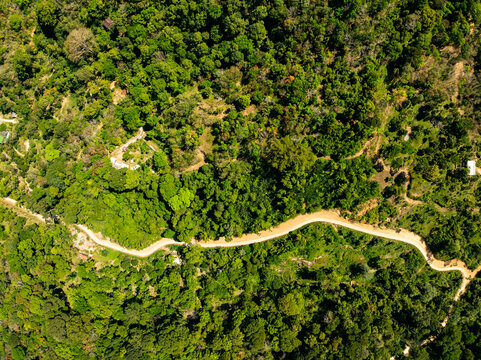 Top view forest green nature background