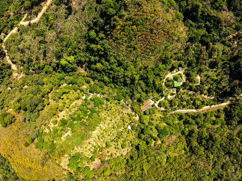 Top view forest green nature background