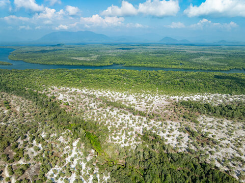 Amazing abundant mangrove forest, Aerial view of forest trees Rainforest ecosystem and healthy environment background, Texture of green trees forest top down, High angle view