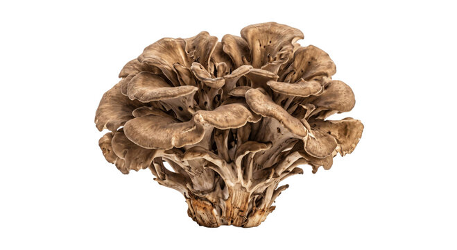 Branching cluster of brown maitake mushrooms with layered fan-shaped caps on black