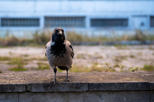 Hooded crow standing on stone ledge facing camera with blurred industrial building behind