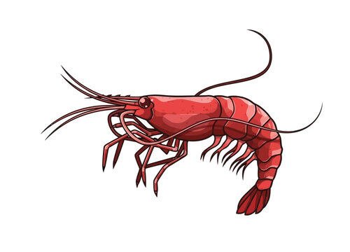 shrimp vector illustration isolated on white background