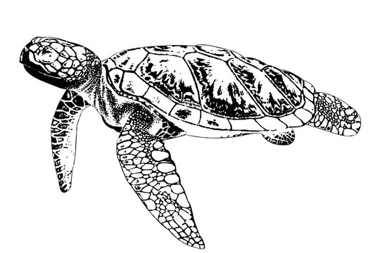 Black and White Sea Turtle Illustration with Detailed Shell Pattern on transparent background
