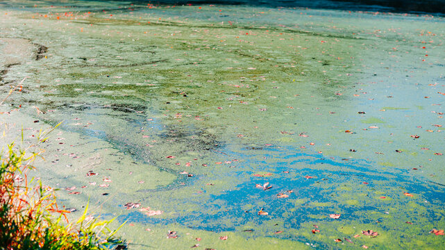 Green algae cover much of the pond, with patches of blue water and scattered leaves among plants along the edge.