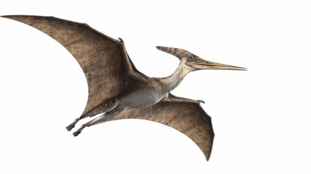 Pteranodon Flying Sideways on White Background