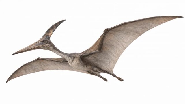 Pteranodon Gliding with Broad Wings on White Background