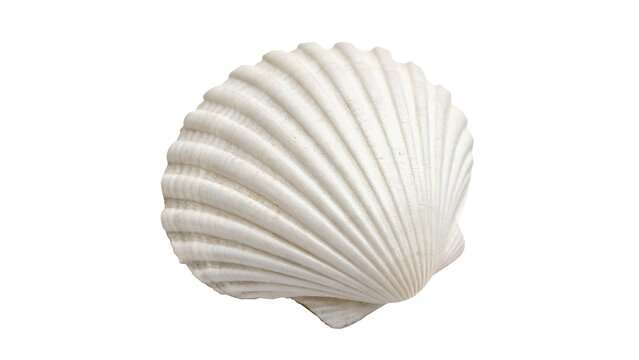 A beautiful textured white marine sea shell conch isolated on transparent background