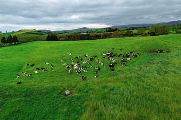 Cows grazing freely on pasture in Sao Miguel, Azores. Natural livestock farming and sustainable agriculture concept © Leonid