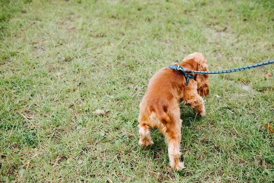 A small brown dog wearing a harness walks across a grassy area while attached to a blue leash. The dog is viewed from behind, with its head turned to the side