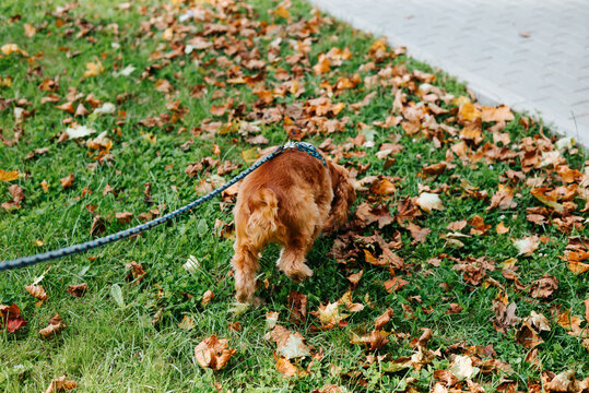 A small brown dog on a leash sniffs fallen leaves on a grassy lawn beside a paved path. Green grass and scattered orange and brown leaves cover the ground