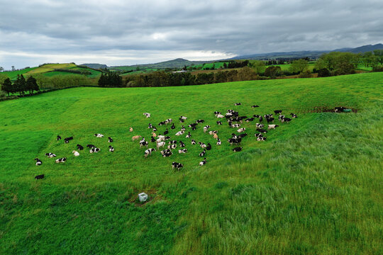 Cows grazing freely on pasture in Sao Miguel, Azores. Natural livestock farming and sustainable agriculture concept
