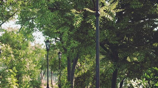 Old black street lamp stands among tall green trees in a peaceful public park during bright daytime
