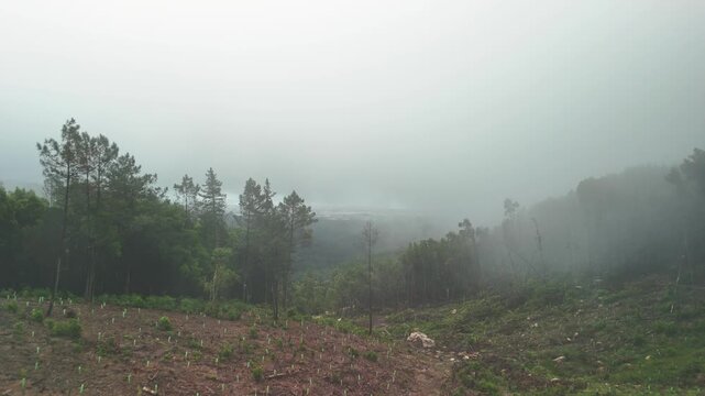 Misty drone view of reforested mountain slope with young tree saplings in fog in Portugal
