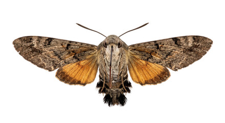 Front view of a large brown and orange hawk moth displaying its wings against black © Ophelia