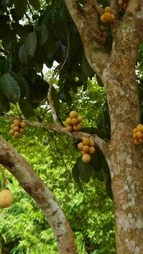 Yellow Langsat Fruits Grow in Clusters on Mottled Trunks and Branches, Surrounded by Dense Green Foliage in a Tropical Outdoor Setting, Highlighting Natural Growth and Freshness