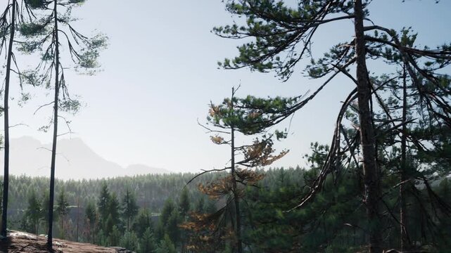 Tall pine trees stand on a high forest hill during daylight while distant mountains rise under a clear sky