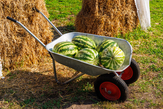 Fresh striped watermelons piled in a farm wheelbarrow