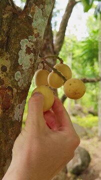 Bare Hand with Short Nails Grasping Yellow Langsat Fruit on a Lichen Covered Tree, Close View amid Green Foliage and Rocks Highlights Tropical Freshness