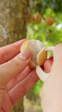 Light Skinned Hands with Glossy Nails Peel a Yellow Langsat, Revealing Translucent Flesh Beside a Fruit Laden Tree in Lush Green Foliage, Highlighting Fresh Tropical Food