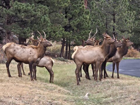 View of a herd of elk grazing near the edge of a forest along Marys Lake Road, Estes Park, Colorado, United States.