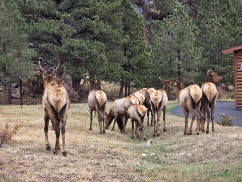 View of a herd of elk grazing near pine trees and a cabin along Marys Lake Road in Estes Park, Colorado, United States.
