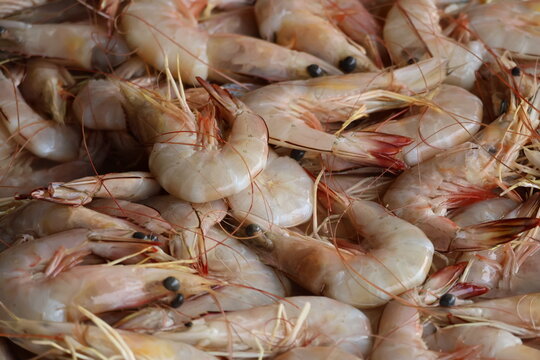 Raw shrimp isolated, fresh seafood ingredient rich in protein for cooking.