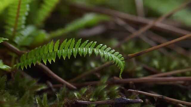 Fern frond gently swaying across moss on a shaded forest floor. Nature documentaries, botany education, and forest conservation campaigns.