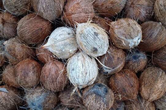 Close up top view of pile of dehusked mature brown coconuts with fibrous husk texture. Three light colored peeled coconuts on top. Coconut harvest ready for copra and coconut oil production in Tembila