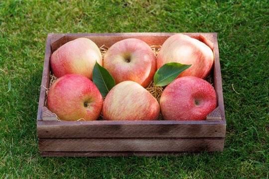 Fresh red apples in wooden crate on green grass