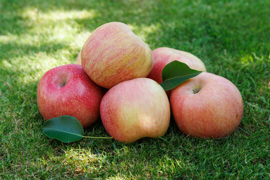 Fresh ripe apples with green leaves on grass
