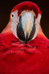 Portrait Red and Green Macaw © Cristina