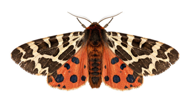 Garden tiger moth with orange spotted hindwings and patterned cream forewings on black