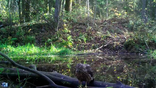 Juvenile Northern Goshawk (Accipiter gentilis) sitting on the branch of a fallen tree after bathing in a forest pond; October, Central Belarus