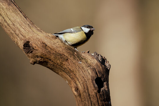 View of a great tit perched on a weathered tree branch in Clinge, Zeeland, Netherlands.