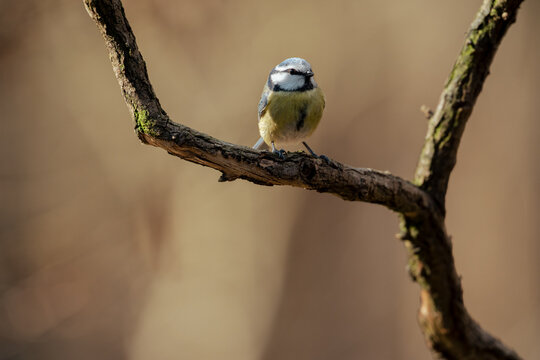 View of a Eurasian blue tit perched on a mossy tree branch in Clinge, Zeeland, Netherlands.