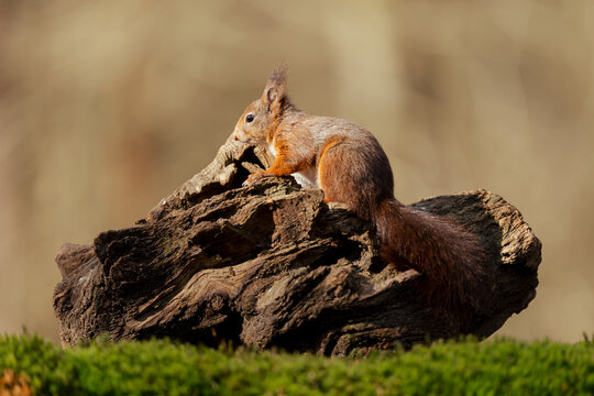 View of a red squirrel perched on a weathered tree log in a forest setting in Clinge, Zeeland, Netherlands.