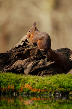 View of a red squirrel perched on a weathered mossy log in a forest setting in Clinge, Zeeland, Netherlands.